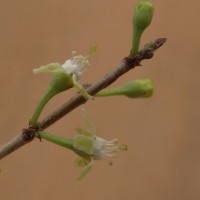 Erythroxylum monogynum Roxb.